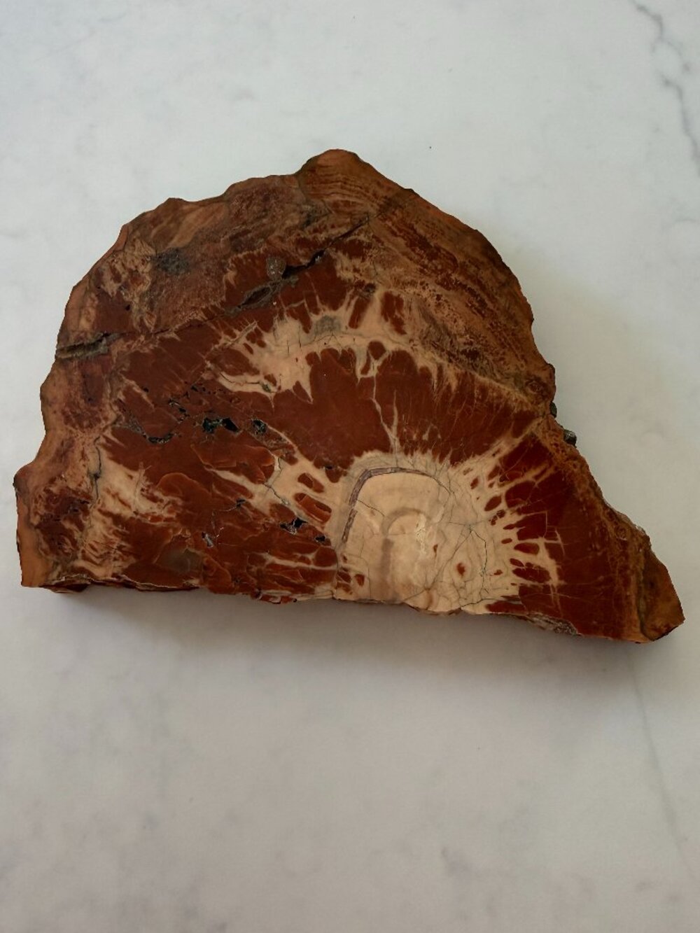 Petrified Wood Slab - 4lbs